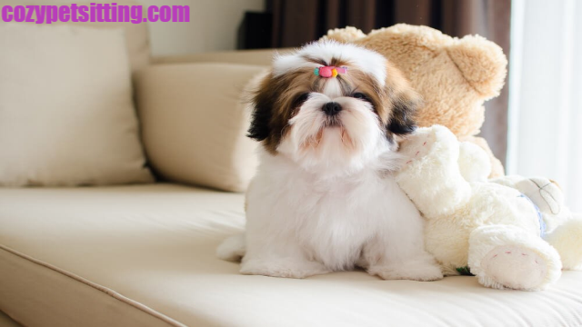 Jenis Anjing Paling Lucu Anti Galak Yang Bisa Kamu Pelihara Di Rumah!
