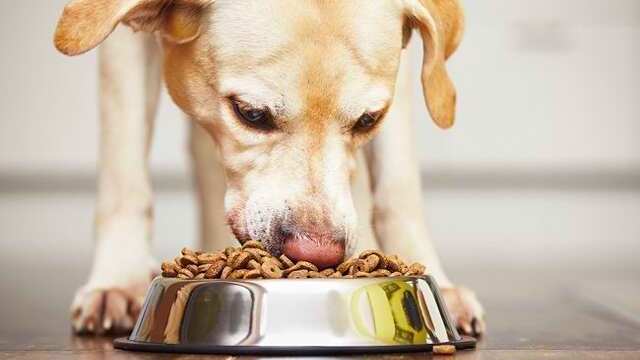 Makanan Anjing Berdasarkan Usia