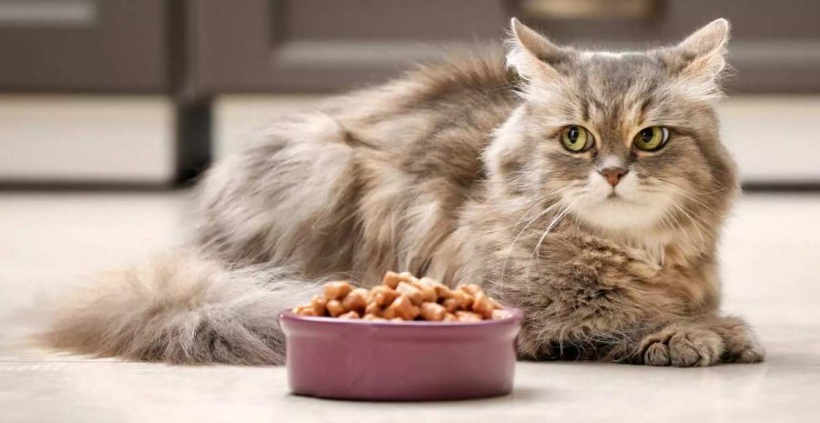 Makanan Kucing Premium