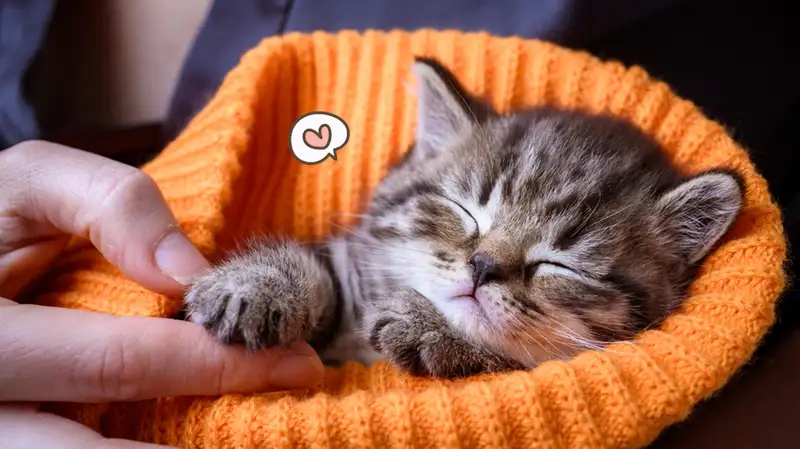 Cara Merawat Anak Kucing