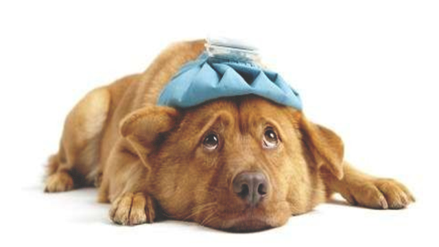 7 Tanda Anjing Sakit yang Tidak Diketahui Banyak Orang, Jangan Sampai Terlambat!