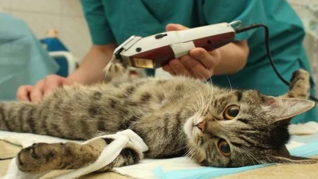 Sterilisasi untuk hewan peliharaan