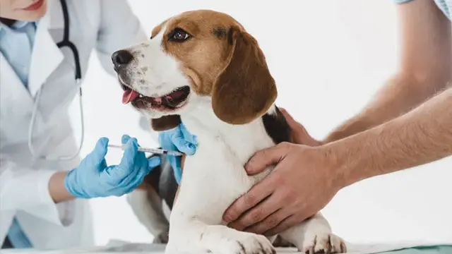 Vaksinasi Kucing dan Anjing