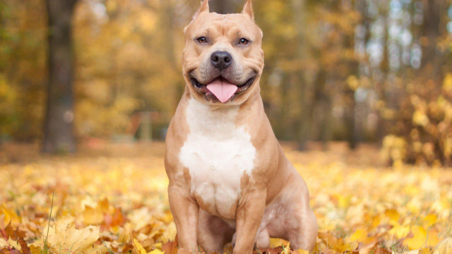 6 Fakta Unik Anjing Pitbull yang Jarang Diketahui Banyak Orang!