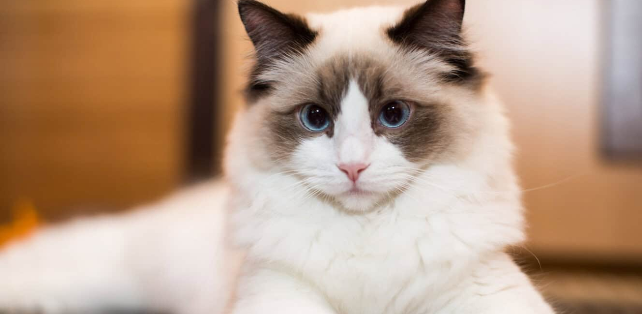 7 Jenis Ras Kucing Paling Lucu dan Menggemaskan di Dunia, Kalian Suka yang Mana