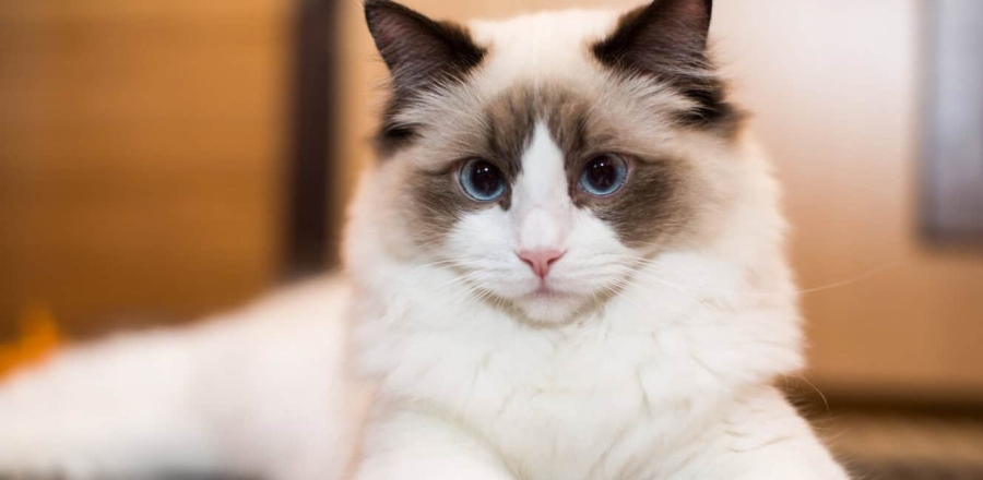 7 Jenis Ras Kucing Paling Lucu dan Menggemaskan di Dunia, Kalian Suka yang Mana