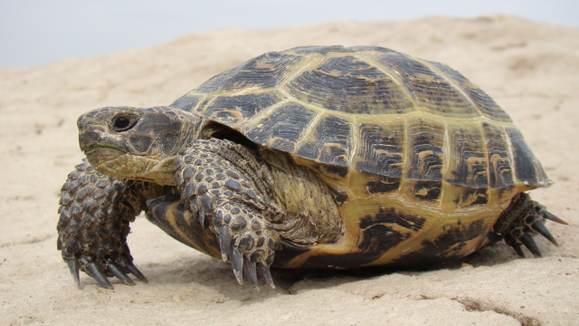 Fakta Unik Kura-Kura Yang Jarang Diketahui Banyak Orang!