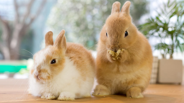 Tips Merawat Kelinci di Halaman Rumah yang Baik dan Benar