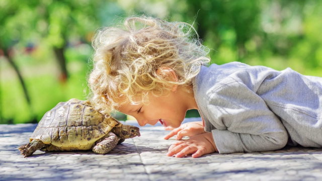 Tips Merawat Kura-Kura Air Yang Benar Agar Sehat dan Tidak Stres