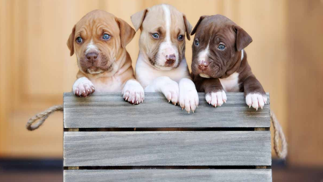 Tips dan Cara Merawat Anjing Pitbull agar Jinak dan Tidak Mudah Stres