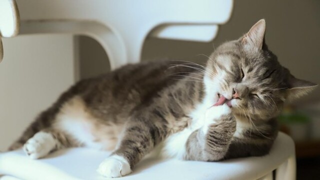 Fakta Unik Tentang Kucing