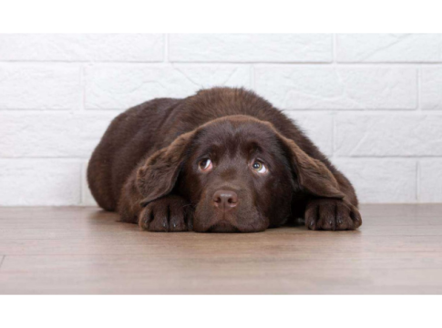 Penyebab Peliharaan Mudah Stres