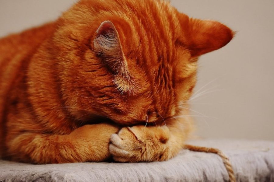 Tanda kucing kurang sehat