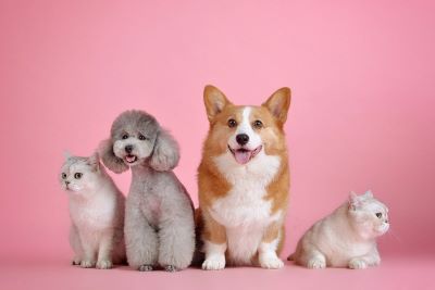 Rekomendasi pet food terbaik